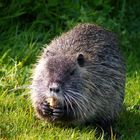 Nutria 2