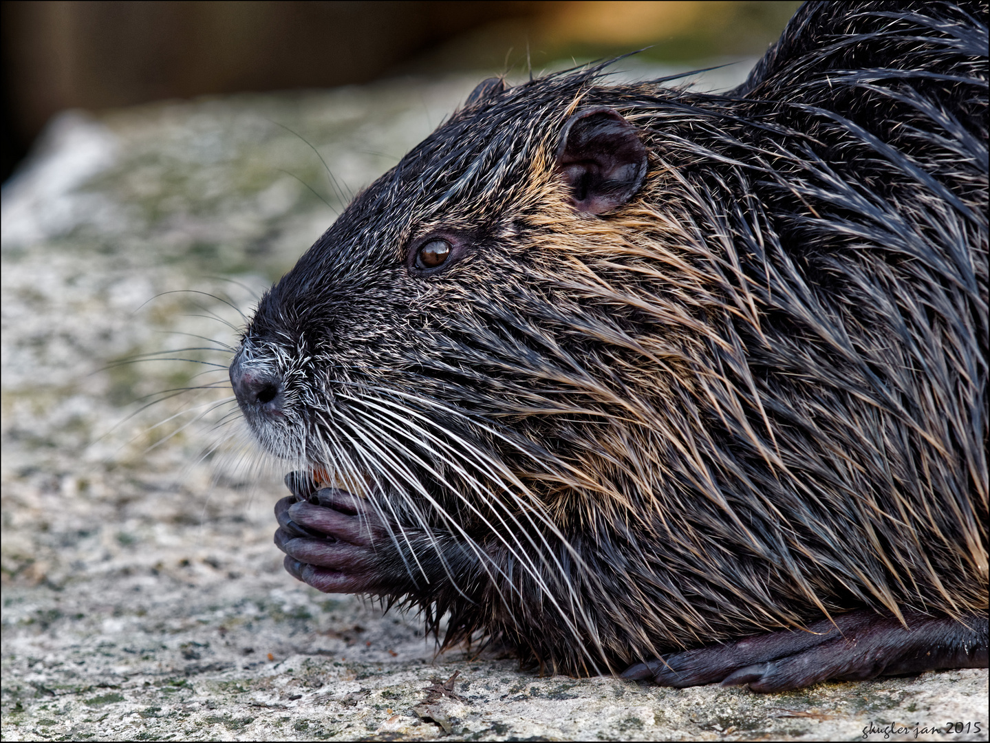 Nutria (2)