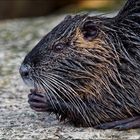 Nutria (2)