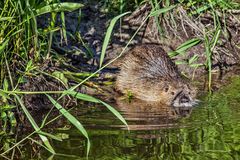 Nutria 2