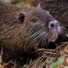 Nutria 2