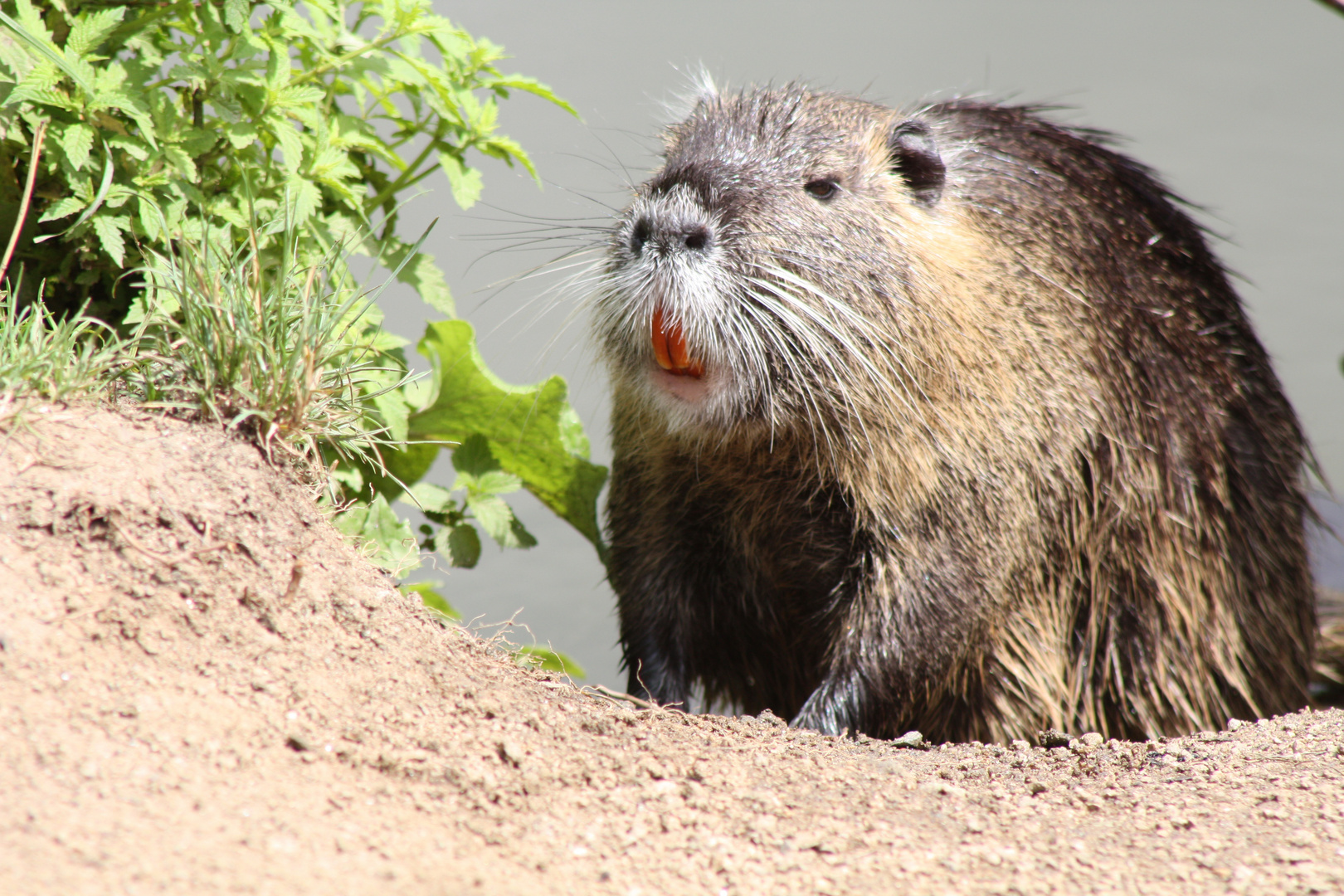 Nutria 2