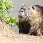 Nutria 2