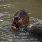 Nutria 2