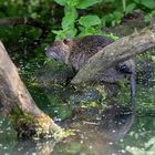 Nutria 2