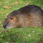 Nutria (2)