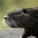 Nutria 2