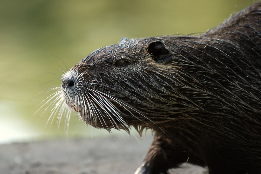 Nutria 2