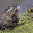 Nutria 2