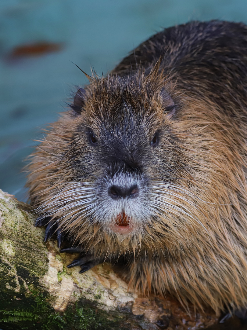 Nutria (2019_12_17_7799_ji)