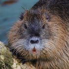 Nutria (2019_12_17_7799_ji)