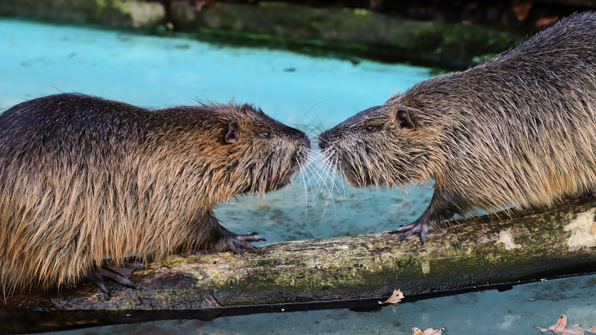 Nutria (2019_12_17_7804_ji)