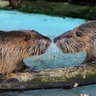 Nutria (2019_12_17_7804_ji)