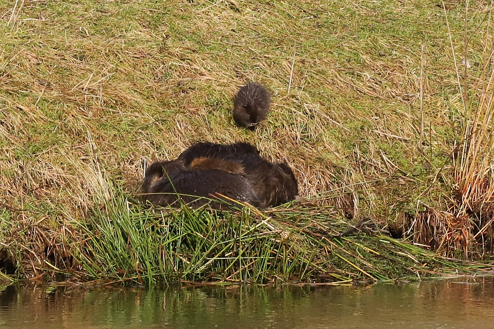 Nutria (2020_03_02_8302_ji)