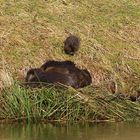 Nutria (2020_03_02_8302_ji)