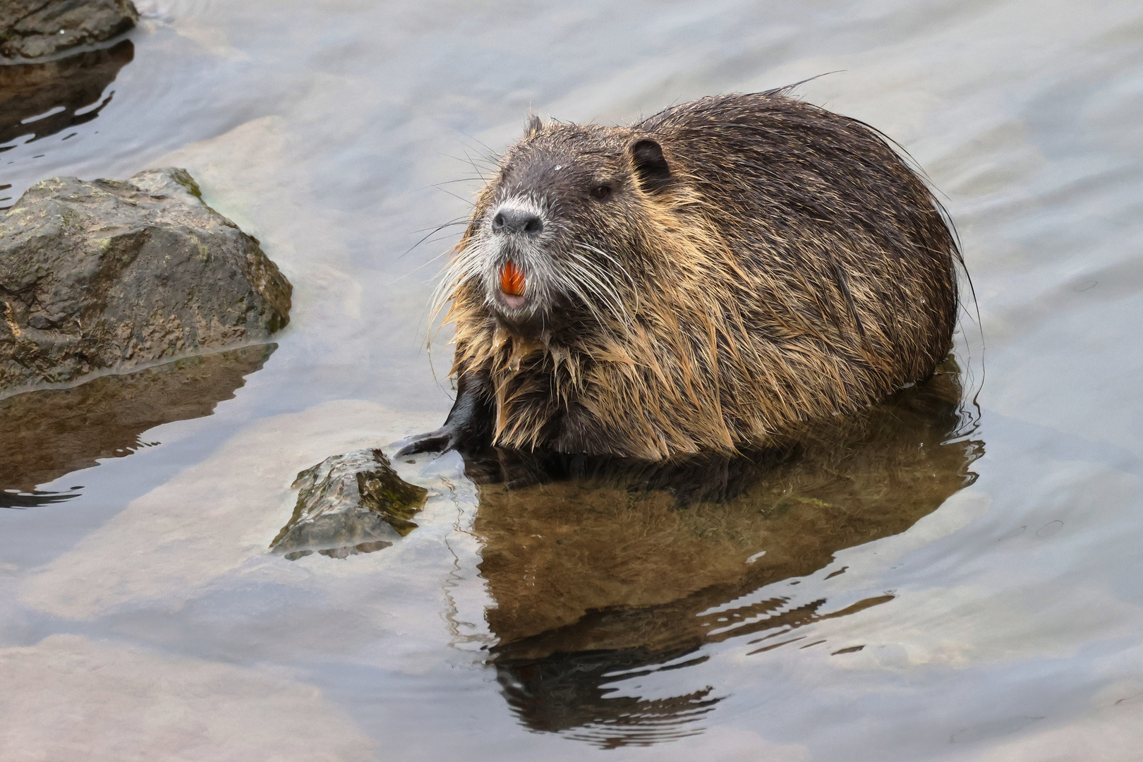 Nutria (2024_02_26_0489_ji)