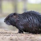 Nutria