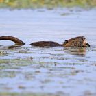 Nutria