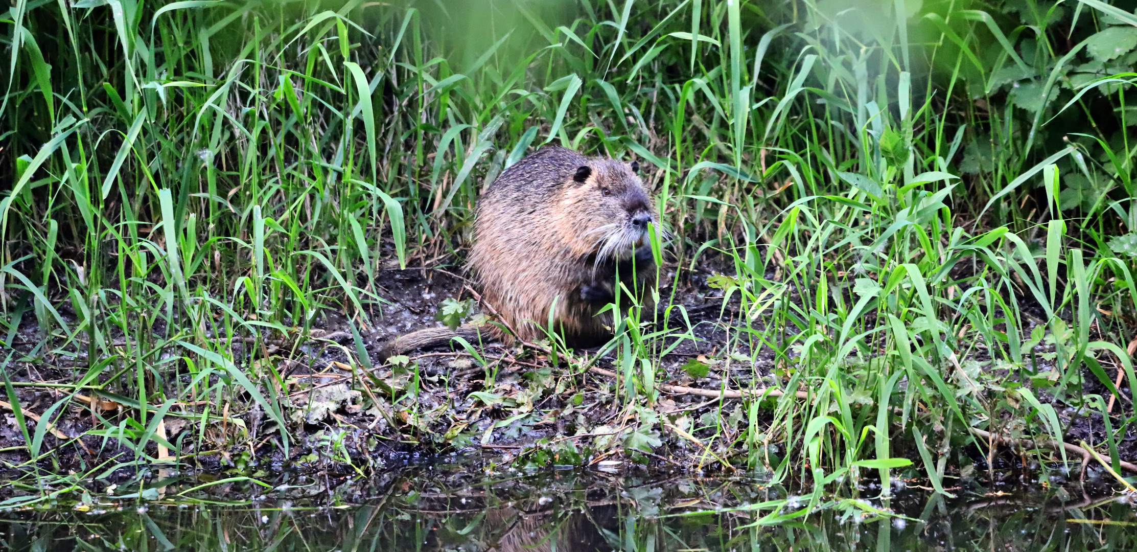 Nutria