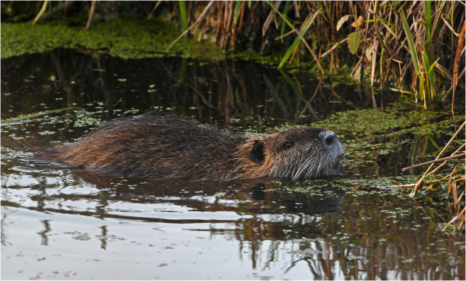 Nutria