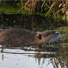 Nutria