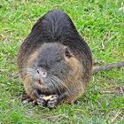 Nutria (22.03.2023)