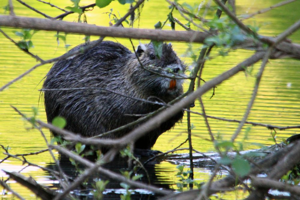 Nutria