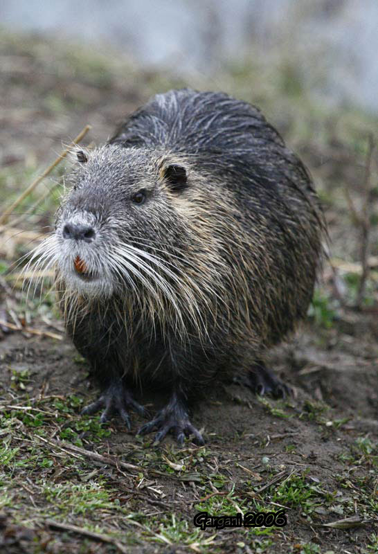 nutria