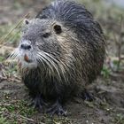 nutria