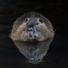 Nutria 