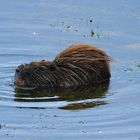 Nutria