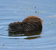 Nutria