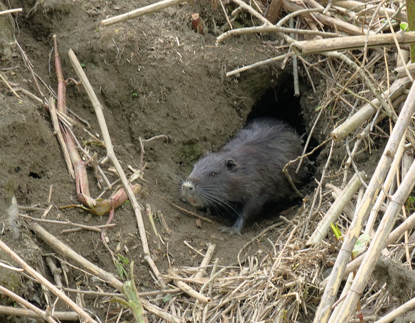 Nutria