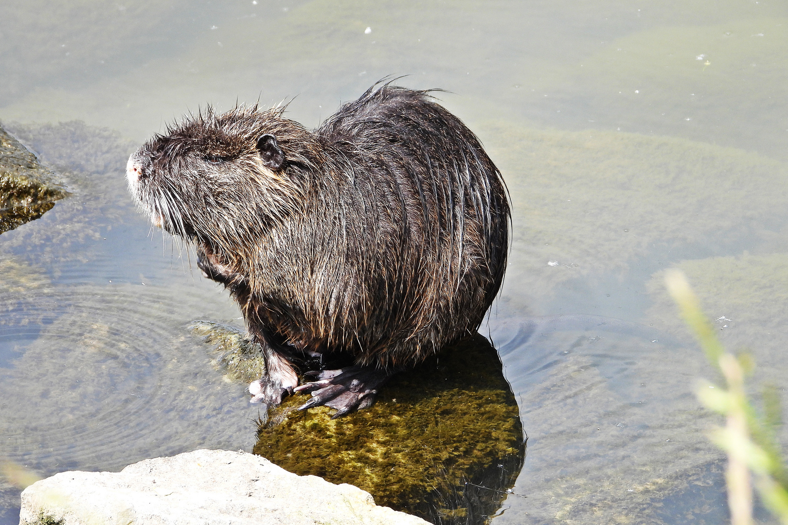 Nutria (24.05.2023)