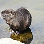 Nutria (24.05.2023)