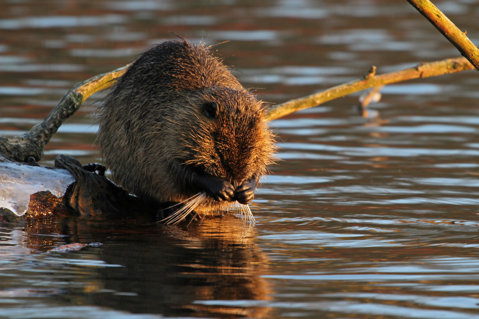 Nutria