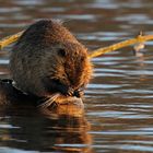 Nutria