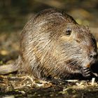 Nutria