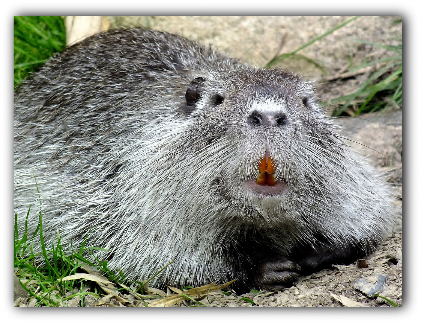 Nutria