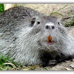 Nutria