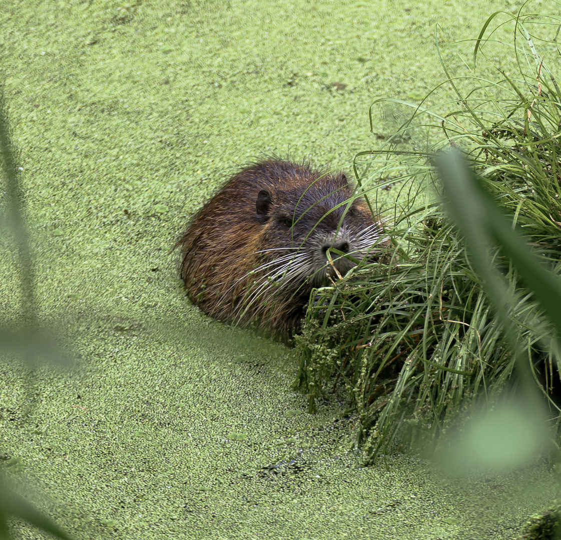 Nutria