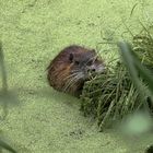 Nutria