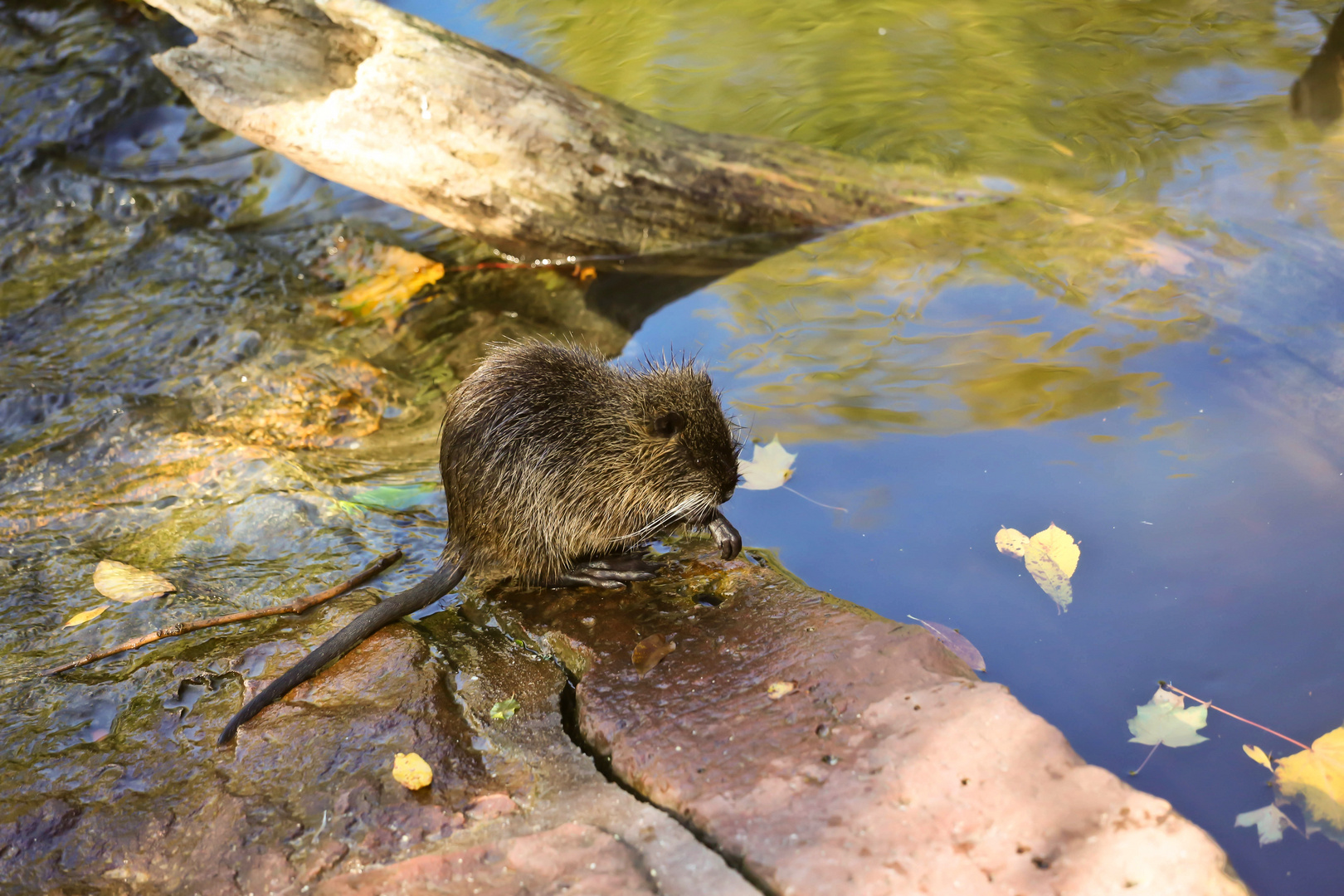 Nutria