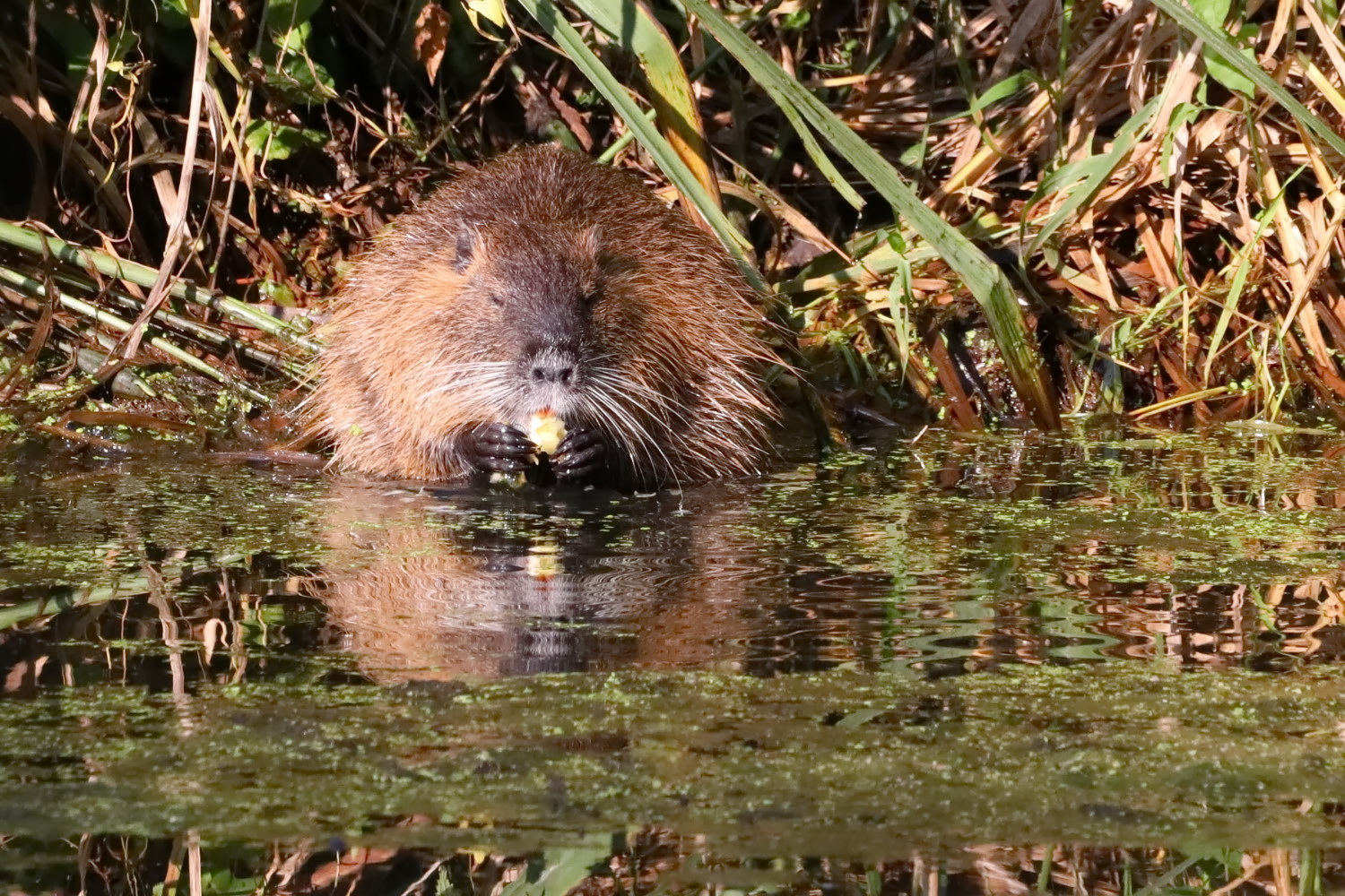 Nutria