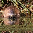 Nutria