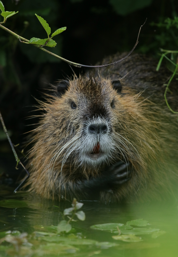 Nutria 