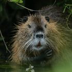 Nutria 