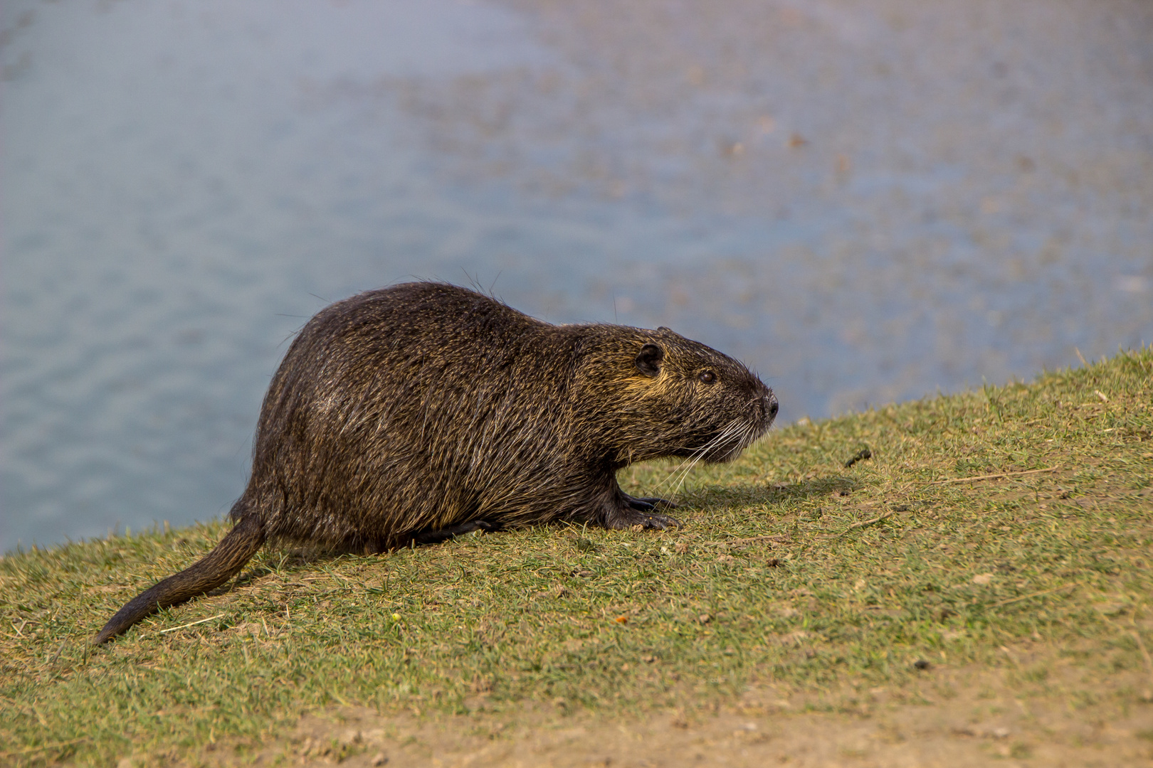 Nutria