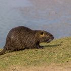 Nutria