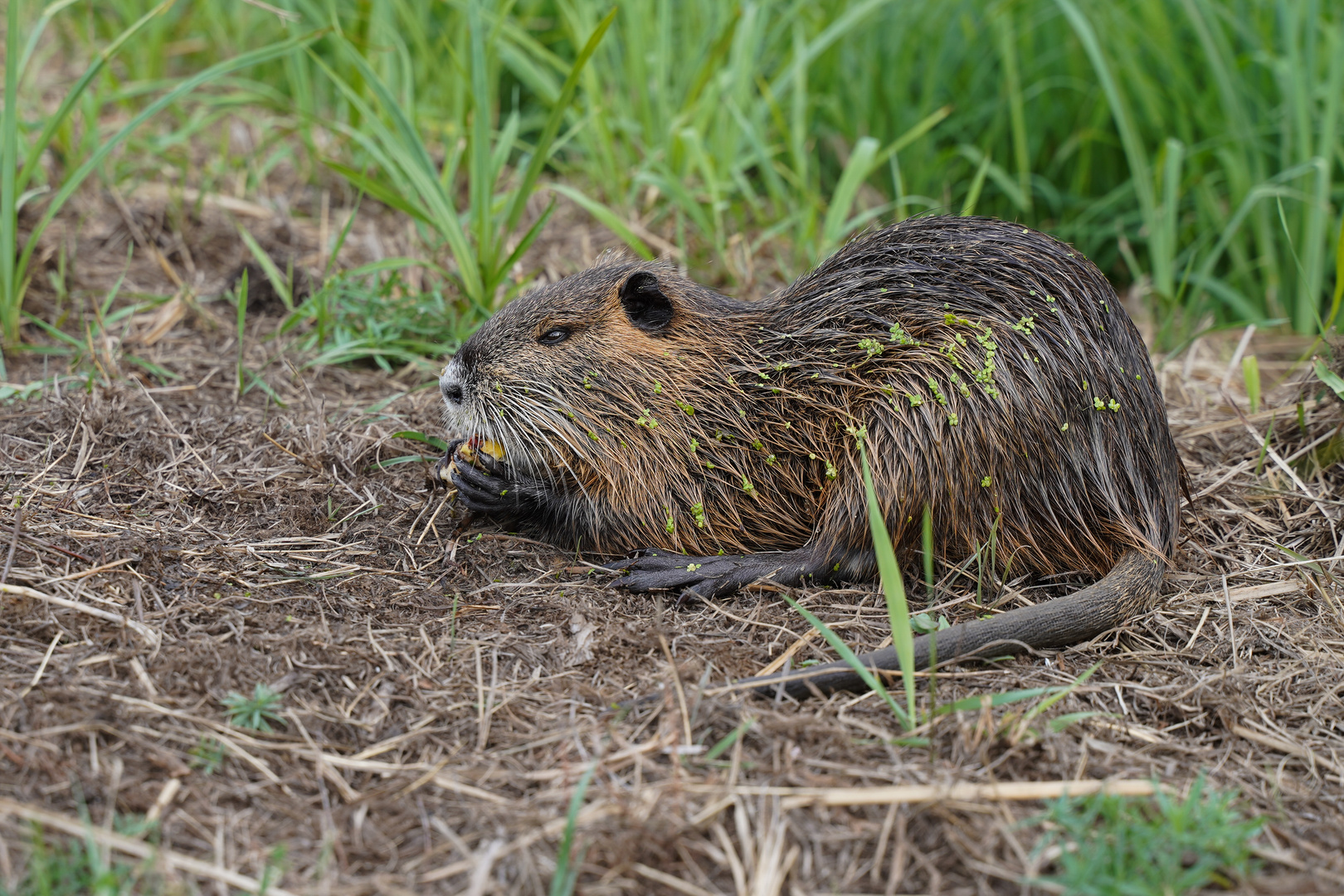 Nutria